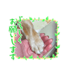 愛犬モモスタンプ ①（個別スタンプ：3）