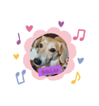 愛犬モモスタンプ ①（個別スタンプ：4）