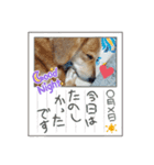 愛犬モモスタンプ ①（個別スタンプ：5）