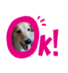 愛犬モモスタンプ ①（個別スタンプ：8）