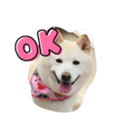 柴犬(白色)のスタンプ（個別スタンプ：1）
