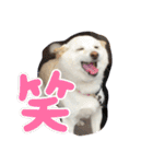 柴犬(白色)のスタンプ（個別スタンプ：2）