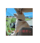 柴犬(白色)のスタンプ（個別スタンプ：3）