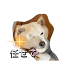 柴犬(白色)のスタンプ（個別スタンプ：4）