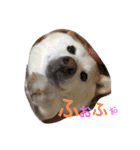 柴犬(白色)のスタンプ（個別スタンプ：6）