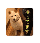 柴犬(白色)のスタンプ（個別スタンプ：7）