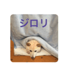柴犬(白色)のスタンプ（個別スタンプ：8）