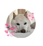 柴犬(白色)のスタンプ（個別スタンプ：9）
