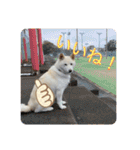 柴犬(白色)のスタンプ（個別スタンプ：10）