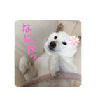 柴犬(白色)のスタンプ（個別スタンプ：11）