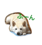 柴犬(白色)のスタンプ（個別スタンプ：13）
