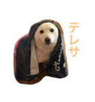 柴犬(白色)のスタンプ（個別スタンプ：14）
