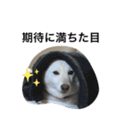柴犬(白色)のスタンプ（個別スタンプ：15）