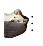 柴犬(白色)のスタンプ（個別スタンプ：16）
