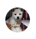 柴犬(白色)のスタンプ（個別スタンプ：19）