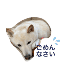 柴犬(白色)のスタンプ（個別スタンプ：20）