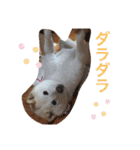 柴犬(白色)のスタンプ（個別スタンプ：21）