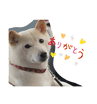 柴犬(白色)のスタンプ（個別スタンプ：22）