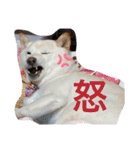 柴犬(白色)のスタンプ（個別スタンプ：23）