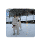 柴犬(白色)のスタンプ（個別スタンプ：24）