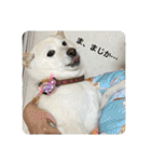 柴犬(白色)のスタンプ（個別スタンプ：25）