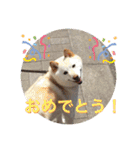 柴犬(白色)のスタンプ（個別スタンプ：28）