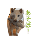 柴犬(白色)のスタンプ（個別スタンプ：29）