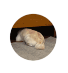 柴犬(白色)のスタンプ（個別スタンプ：30）