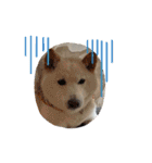 柴犬(白色)のスタンプ（個別スタンプ：33）