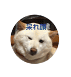 柴犬(白色)のスタンプ（個別スタンプ：34）