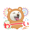 柴犬(白色)のスタンプ（個別スタンプ：39）