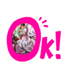 しゃべる多肉スタンプ（個別スタンプ：10）