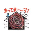 しゃべる多肉スタンプ（個別スタンプ：14）