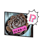 しゃべる多肉スタンプ（個別スタンプ：24）