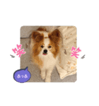 ぱぴぱぴパピヨン72（個別スタンプ：11）