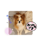 ぱぴぱぴパピヨン72（個別スタンプ：16）