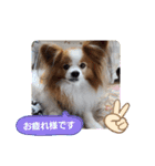 ぱぴぱぴパピヨン72（個別スタンプ：17）