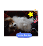 ぱぴぱぴパピヨン72（個別スタンプ：24）