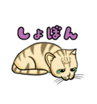 うちのもちねこ トラ猫（個別スタンプ：22）