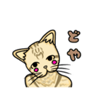 うちのもちねこ トラ猫（個別スタンプ：24）