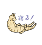 うちのもちねこ トラ猫（個別スタンプ：30）