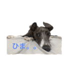 イタグレのおさら（個別スタンプ：1）