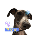 イタグレのおさら（個別スタンプ：6）
