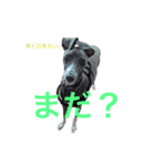 イタグレのおさら（個別スタンプ：8）