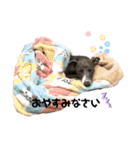 イタグレのおさら（個別スタンプ：15）
