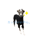 イタグレのおさら（個別スタンプ：18）