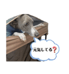 イタグレのおさら（個別スタンプ：30）