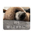 イタグレのおさら（個別スタンプ：32）