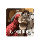イタグレのおさら（個別スタンプ：35）