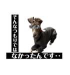 イタグレのおさら（個別スタンプ：40）